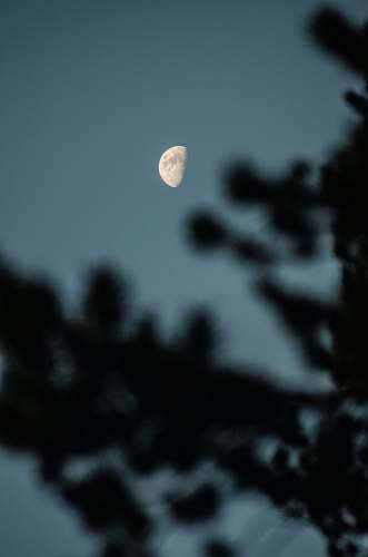 grey silhouette leaf during half moon breckenridge